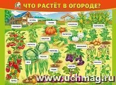 Плакат "Что растёт в огороде?" — интернет-магазин УчМаг